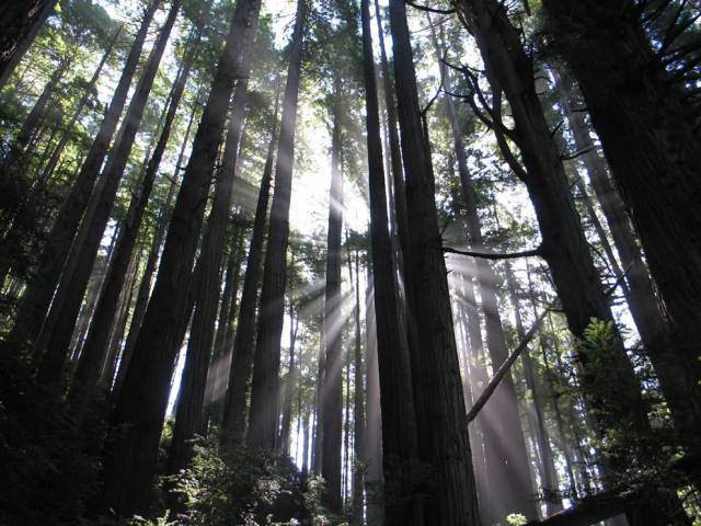 treesbkgd.jpg