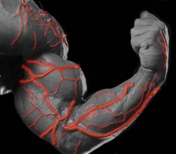 VascularArm.jpg