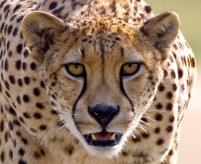 cheetah.png