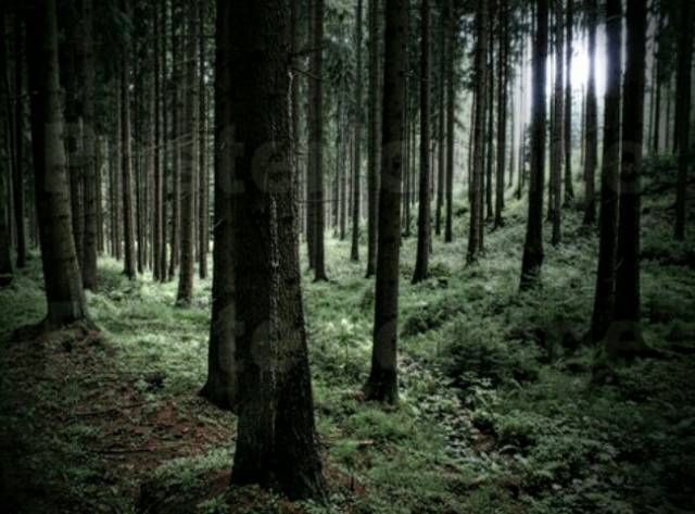poster-mystischer-wald-173222-650x480.jpg