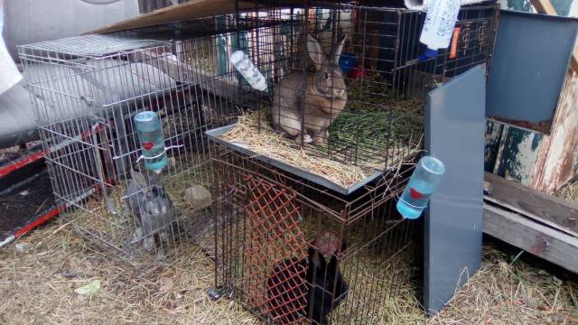 BunBuns.jpg