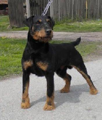 ball's dog.jpg