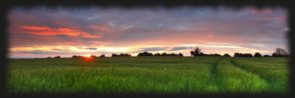 plain_grass_tracks_sunset.jpg