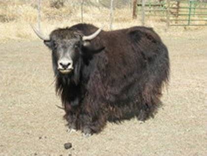 B shearing.jpg