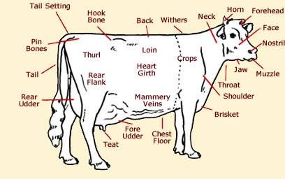 cow chart.jpg