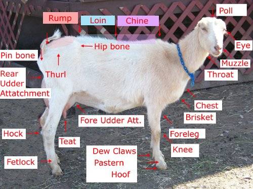 goat.jpg