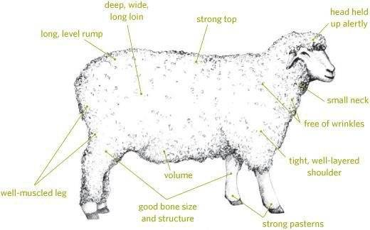 sheep.jpg