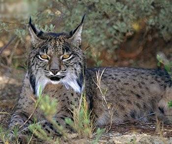 hunting cat.jpg