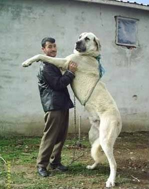 hunting dog.jpg