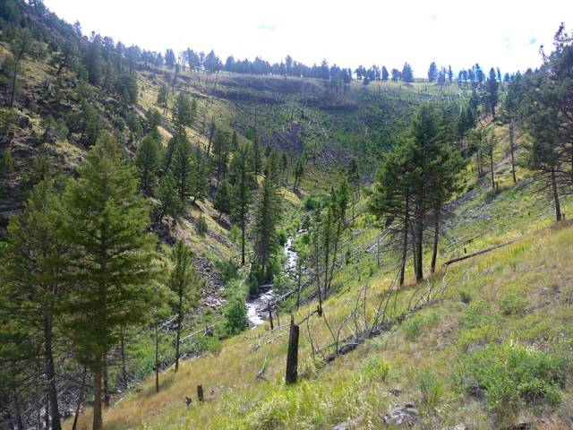 blacktail1.jpg