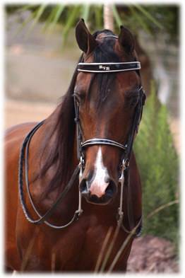 horse.jpg