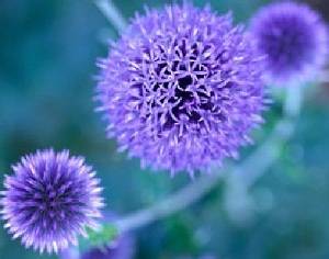 blue-to-purple-perennial-flowers-1.jpg