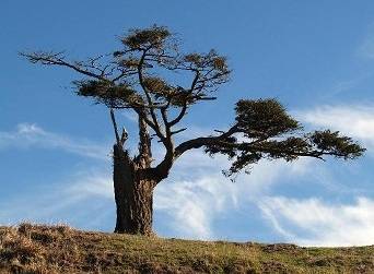 langlois_mountain_tree04.jpg