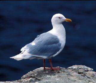 sea_gull_main.jpg