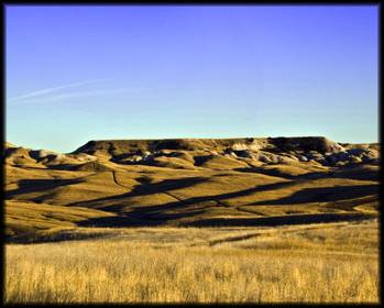 grasses1a.jpg
