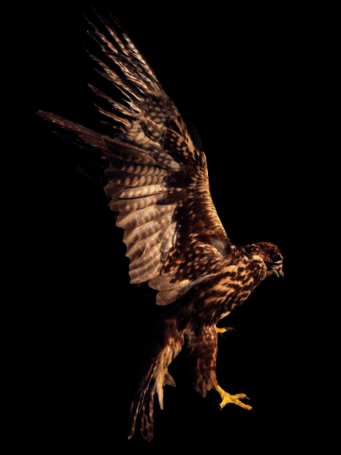 falcon standards editted resized.png