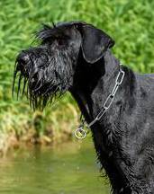 giant-schnauzer-med.jpg