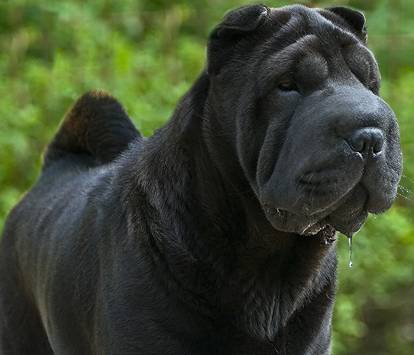 black_shar_pei_3.jpg