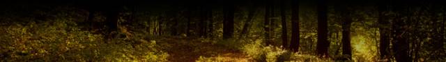 woodsp.jpg