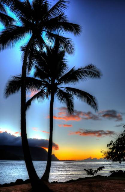 tallpalm.jpg