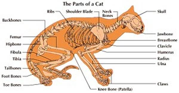 cat chart.jpg