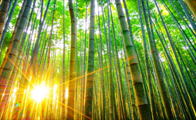 Bamboo.png