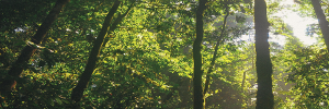 forest-jungle-leaves-6507_crop.png
