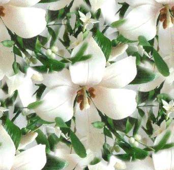 1-single-white-lily.jpg