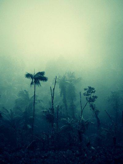 Jungle mist canopy.jpg