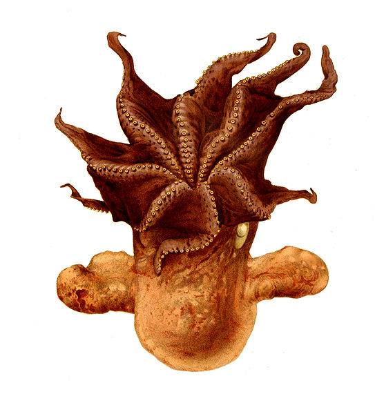 543px-Grimpoteuthis_umbellata.jpg