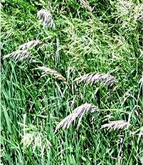 brome_grass-1.jpg