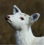 Mountain Deer.jpg