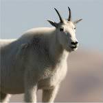 Mountain Goat.jpg