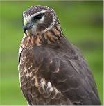 Northern Harrier.jpg