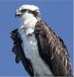 Osprey.jpg