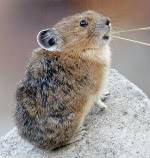 Pika.jpg