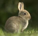 Rabbit.jpg