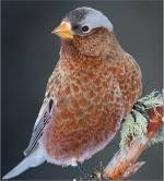 Rosy Finch.jpg