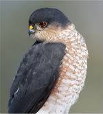 Sharpshinned Hawk.jpg