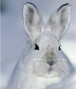 Snowshoe Hare.jpg