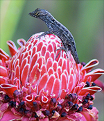 Star Lizard.png