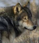 Wolf.jpg