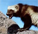 Wolverine.jpg