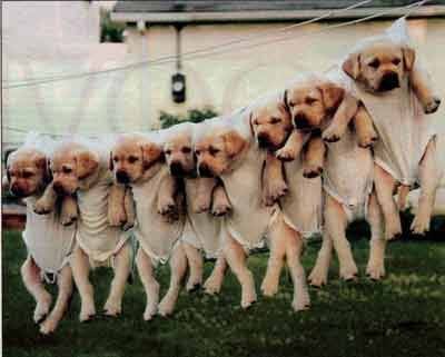 goldenpups.jpg