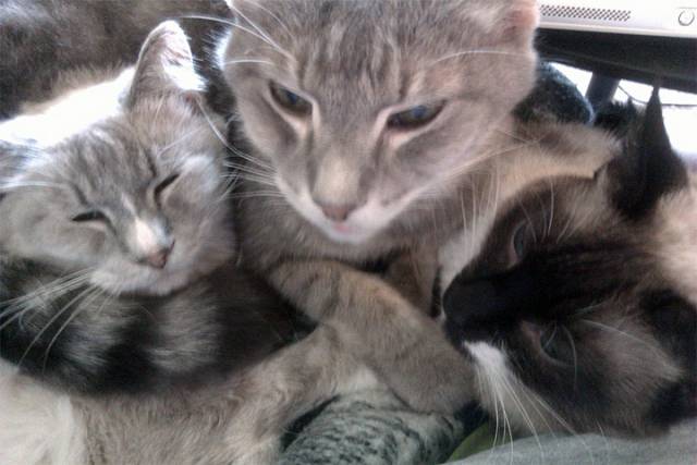 Kitties.jpg