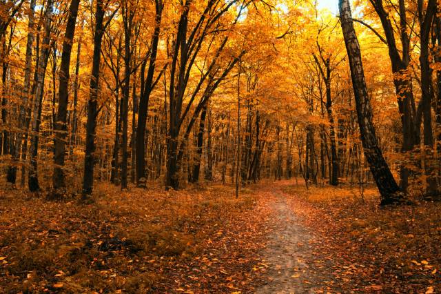 herfstbos-1280x851.jpg