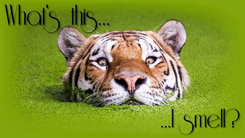 Tiger1.png