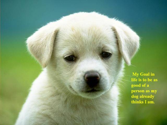 cute puppy.jpg