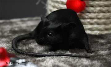 blackmouse.gif