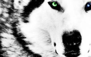 10514-green-ampamp-blue-eyed-wolf.jpg